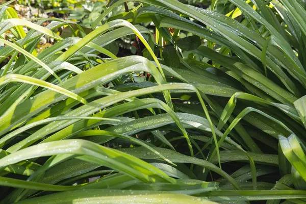 Bahçede güneşli bir günde yemyeşil yapraklar.