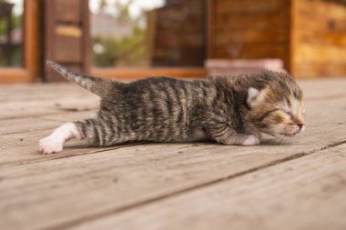 Yeni doğmuş kedi yavrusu hayatın ilk adımları