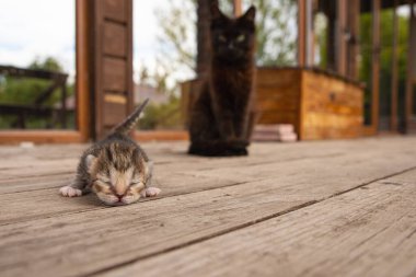 Yeni doğmuş kedi yavrusu hayatın ilk adımları