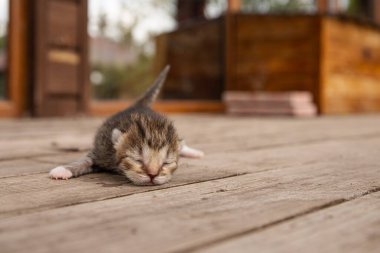 Yeni doğmuş kedi yavrusu hayatın ilk adımları