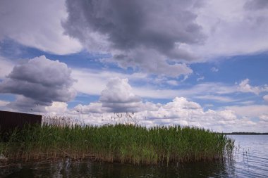 Ahşap yüzeye siyah leke uygulayan boya fırçasının yakın çekimi