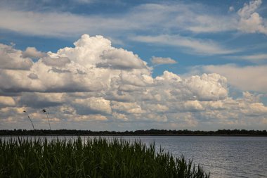 Ahşap yüzeye siyah leke uygulayan boya fırçasının yakın çekimi