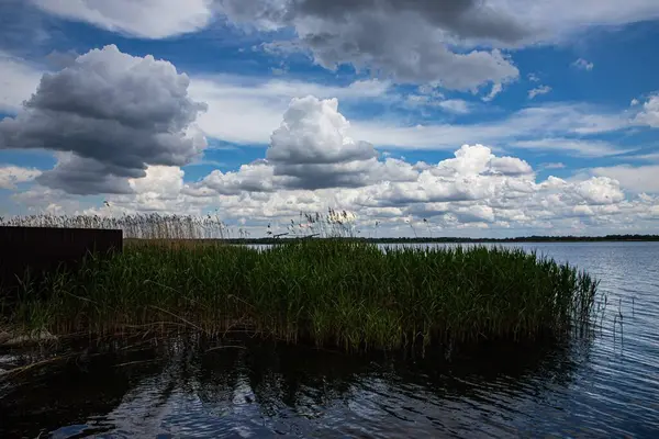 Ahşap yüzeye siyah leke uygulayan boya fırçasının yakın çekimi