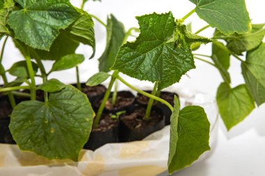 Evde kendi salatalıklarını kendin yetiştir. Sıcacık ortamlarda sağlıklı sebze fideleri yetiştir.