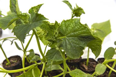 Evde kendi salatalıklarını kendin yetiştir. Sıcacık ortamlarda sağlıklı sebze fideleri yetiştir.