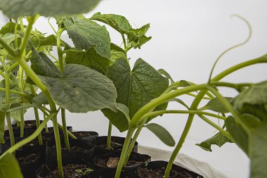 Evde kendi salatalıklarını kendin yetiştir. Sıcacık ortamlarda sağlıklı sebze fideleri yetiştir.