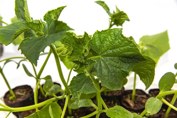 Evde kendi salatalıklarını kendin yetiştir. Sıcacık ortamlarda sağlıklı sebze fideleri yetiştir.