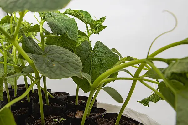 Evde kendi salatalıklarını kendin yetiştir. Sıcacık ortamlarda sağlıklı sebze fideleri yetiştir.