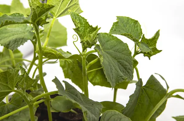 Evde kendi salatalıklarını kendin yetiştir. Sıcacık ortamlarda sağlıklı sebze fideleri yetiştir.