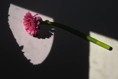 Beyaz yüzeyde dramatik gölgeler bırakan tek pembe çiçek. Minimalist sanatsal çiçek kompozisyonu.