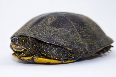 Kaplumbağa kabuğu yakın çekim doğal zırh ve vahşi hayatta nefsi müdafaa