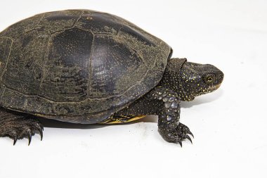 Kaplumbağa kabuğu yakın çekim doğal zırh ve vahşi hayatta nefsi müdafaa