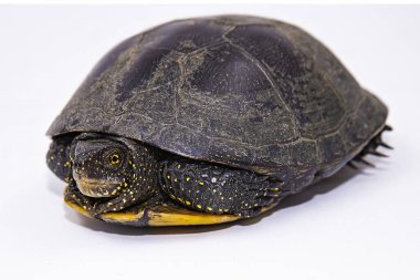 Kaplumbağa kabuğu yakın çekim doğal zırh ve vahşi hayatta nefsi müdafaa