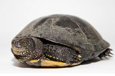 Kaplumbağa kabuğu yakın çekim doğal zırh ve vahşi hayatta nefsi müdafaa