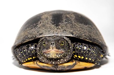 Kaplumbağa kabuğu yakın çekim doğal zırh ve vahşi hayatta nefsi müdafaa