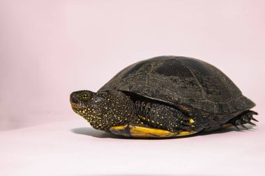 Kaplumbağa kabuğu yakın çekim doğal zırh ve vahşi hayatta nefsi müdafaa