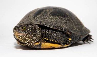 Kaplumbağa kabuğu yakın çekim doğal zırh ve vahşi hayatta nefsi müdafaa