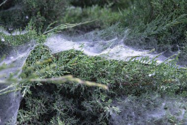 Yeşil çalılıklarda örümcek ağı Yazlık bahçede yakın plan