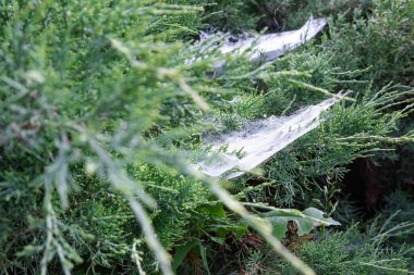 Yeşil çalılıklarda örümcek ağı Yazlık bahçede yakın plan