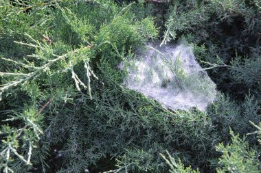 Yeşil çalılıklarda örümcek ağı Yazlık bahçede yakın plan