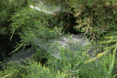 Yeşil çalılıklarda örümcek ağı Yazlık bahçede yakın plan