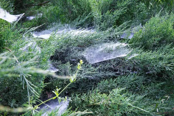 Yeşil çalılıklarda örümcek ağı Yazlık bahçede yakın plan