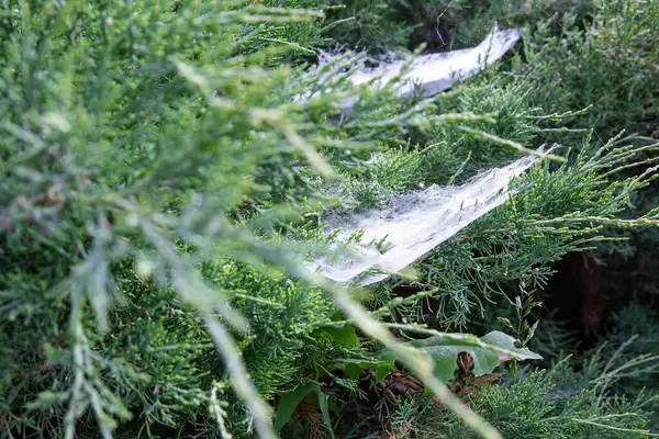 Yeşil çalılıklarda örümcek ağı Yazlık bahçede yakın plan