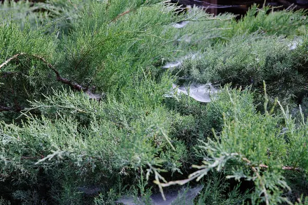 Yeşil çalılıklarda örümcek ağı Yazlık bahçede yakın plan