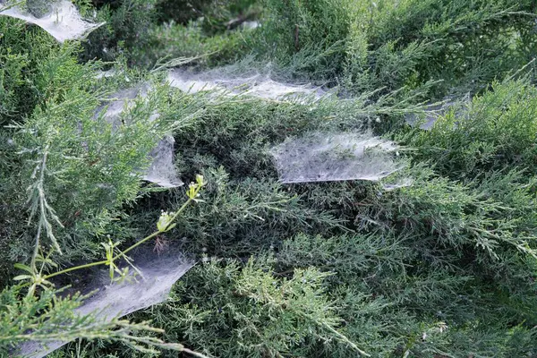 Yeşil çalılıklarda örümcek ağı Yazlık bahçede yakın plan