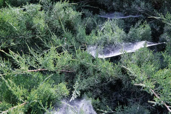Yeşil çalılıklarda örümcek ağı Yazlık bahçede yakın plan