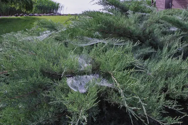 Yeşil çalılıklarda örümcek ağı Yazlık bahçede yakın plan