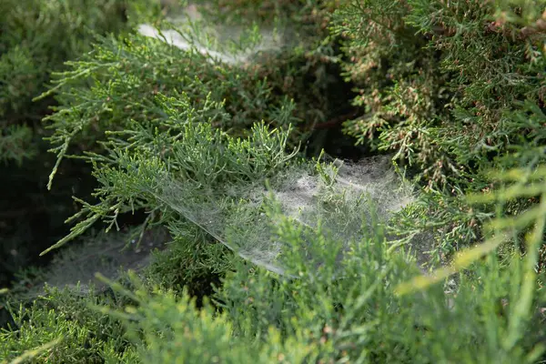 Yeşil çalılıklarda örümcek ağı Yazlık bahçede yakın plan