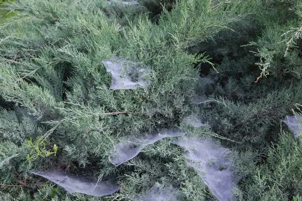 Yeşil çalılıklarda örümcek ağı Yazlık bahçede yakın plan