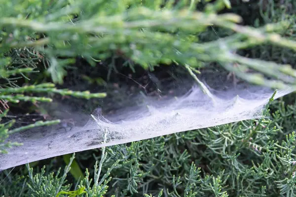 Yeşil çalılıklarda örümcek ağı Yazlık bahçede yakın plan