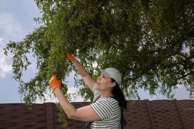Arka bahçede ağaç dallarını budayan bir kadın.