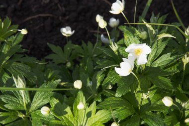 Etrafı canlı yeşil yapraklarla çevrili beyaz şakayık çiçekleri kümesi. Yumuşak bahar ışığı yaprakları aydınlatır. Doğa, bahçıvanlık, botanik ve çiçeklerle ilgili konular için ideal..