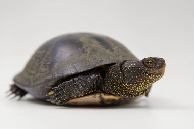 Beyaz arka planda bir Avrupa gölet kaplumbağasının (Emys orbicularis) yakın çekimi. Nesli tükenmekte olan, koyu kabuklu ve sarı noktalı sürüngen türleri, doğa, koruma ve vahşi yaşam konularında faydalıdır..