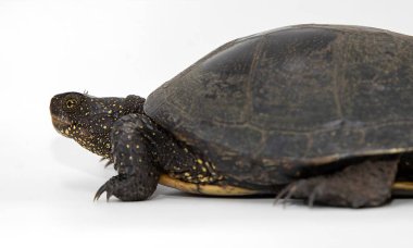 Avrupa gölet kaplumbağası Emys 'in detaylı profil görüntüsü beyaza izole edilmiştir. Kaplumbağalar ayırt edici sarı noktalar ve kıvrımlı kabuk yapısı onun doğal formunu ve adaptasyonunu vurgular..