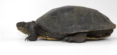 Beyaz arka planda bir Avrupa gölet kaplumbağasının (Emys orbicularis) yakın çekimi. Nesli tükenmekte olan, koyu kabuklu ve sarı noktalı sürüngen türleri, doğa, koruma ve vahşi yaşam konularında faydalıdır..