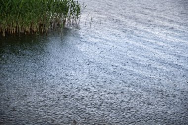 Göl kıyısına düşen yağmurun manzarası yoğun yeşil sazlıklarla kaplıydı. Doğada sakin bir an, ekoloji, sulak alanlar, iklim ve açık hava sükuneti temaları için mükemmel..