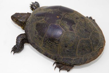 Avrupa gölet kaplumbağası Emys 'in detaylı profil görüntüsü beyaza izole edilmiştir. Kaplumbağalar ayırt edici sarı noktalar ve kıvrımlı kabuk yapısı onun doğal formunu ve adaptasyonunu vurgular..