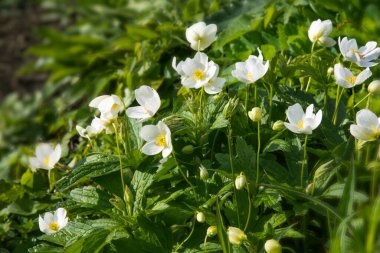 Çiçek açan beyaz şakayık (Anemone sylvestris) grubu taze yeşillik ve toprak arka planına sahip bir bahar bahçesinde doğal olarak büyümektedir. Yenilenmenin ve erken dönem güzelliğinin sembolü.