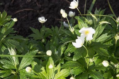 Etrafı canlı yeşil yapraklarla çevrili beyaz şakayık çiçekleri kümesi. Yumuşak bahar ışığı yaprakları aydınlatır. Doğa, bahçıvanlık, botanik ve çiçeklerle ilgili konular için ideal..