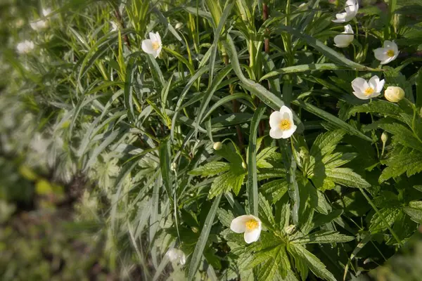 Beyaz şakayık çiçekleri (Anemone sylvestris) tomurcukları ve bahçe toprağında yetişen dokulu yeşil yapraklarıyla. Bitki yapısına ayrıntılı bir bakış, botanik temalar, doğal büyüme ve çiçek çalışmaları için ideal.