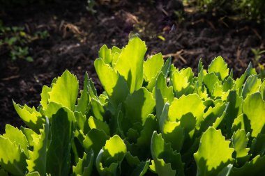 Güneş ışığıyla aydınlanan parlak yeşil sedum yapraklarının yakın çekimi. Doğal doku, taze büyüme ve organik şekiller. Bahçıvanlık, doğa geçmişi ve çevre dostu tasarım için mükemmel..