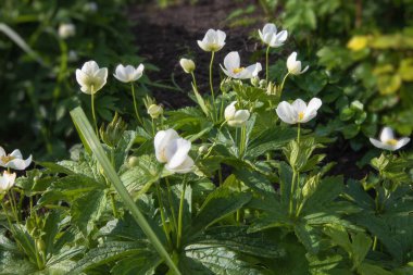 Beyaz şakayık çiçekleri (Anemone sylvestris) tomurcukları ve bahçe toprağında yetişen dokulu yeşil yapraklarıyla. Bitki yapısına ayrıntılı bir bakış, botanik temalar, doğal büyüme ve çiçek çalışmaları için ideal.
