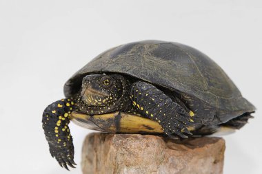 Beyaz arka planda yürüyen bir Avrupa gölet kaplumbağasının (Emys orbicularis) yan görüntüsü. Koyu kabuk ve sarı benekli deri doğal güzelliğini ve sürüngen yapısını ön plana çıkarıyor..