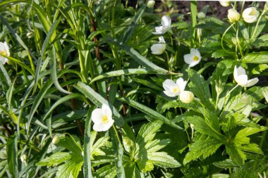 Beyaz şakayık çiçekleri (Anemone sylvestris) tomurcukları ve bahçe toprağında yetişen dokulu yeşil yapraklarıyla. Bitki yapısına ayrıntılı bir bakış, botanik temalar, doğal büyüme ve çiçek çalışmaları için ideal.
