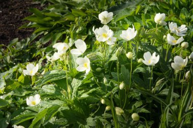Çiçek açan beyaz şakayık (Anemone sylvestris) grubu taze yeşillik ve toprak arka planına sahip bir bahar bahçesinde doğal olarak büyümektedir. Yenilenmenin ve erken dönem güzelliğinin sembolü.