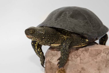 Bir Avrupa gölet kaplumbağası Emys yörüngesinde kısmen beyaz bir arka planda kabuğunda gizlidir. Sarı noktalar ve koyu zırhlı gövdesi onu vahşi yaşam savunmasının ve korumasının bir sembolü yapıyor..
